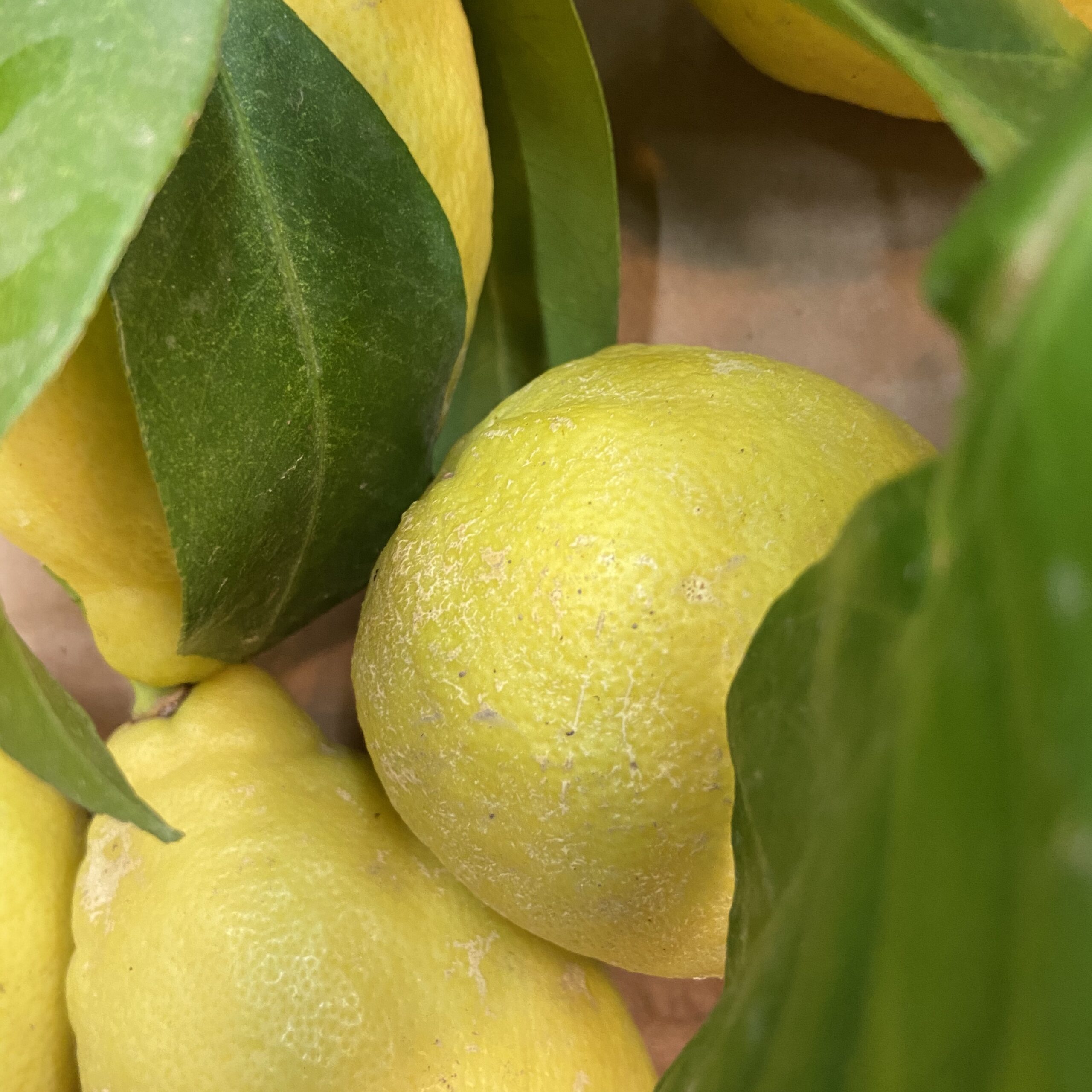  GRANITA limone costiera 