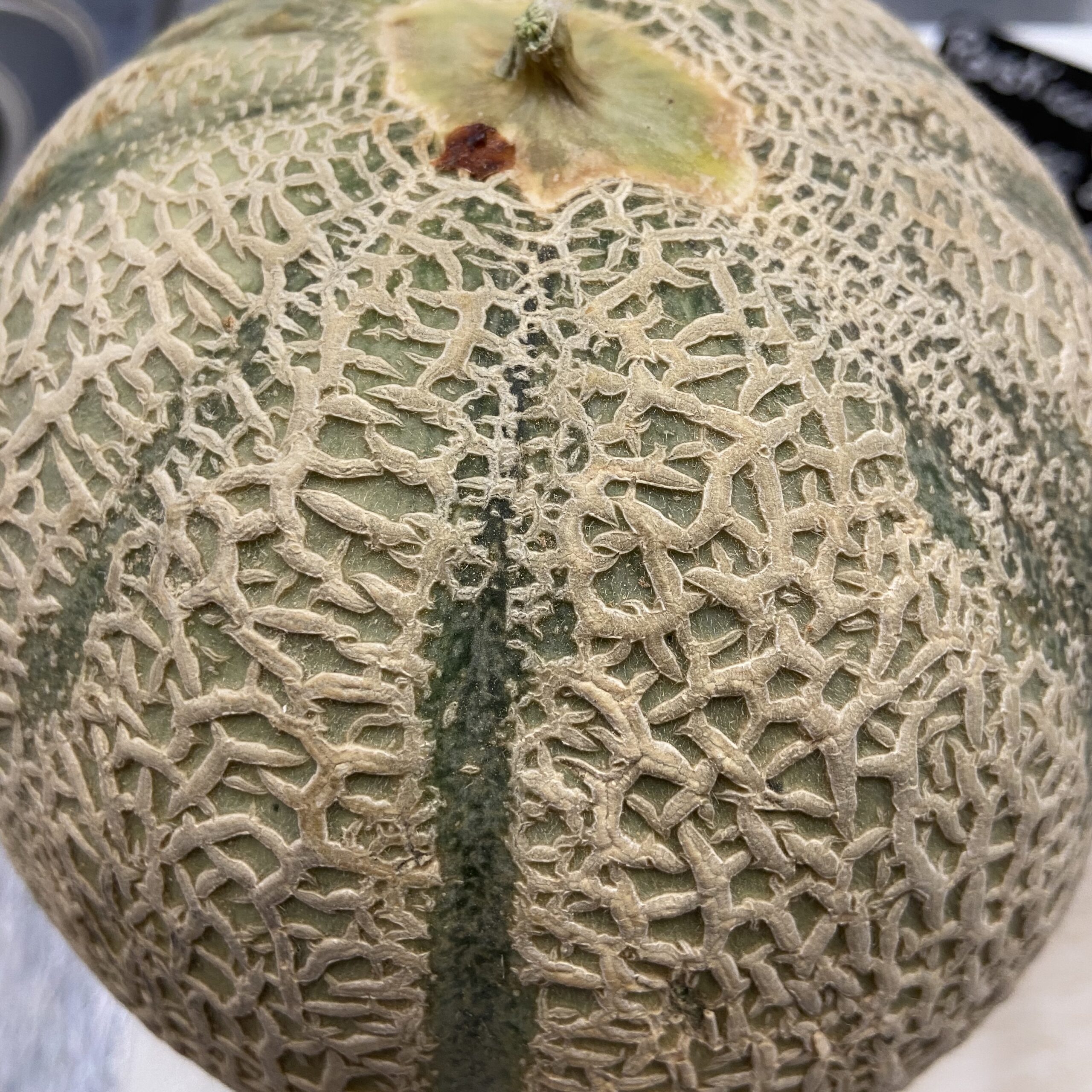 Melone dop Sicilia